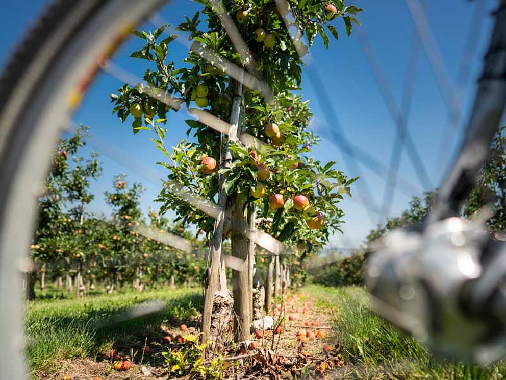 Blick durch Fahrradspeichen auf einen Apfelbaum