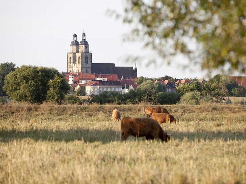 Elbaulandschaft mit Stadtkirche von Wittenberg. Im Vordergrund grasende Kühe.