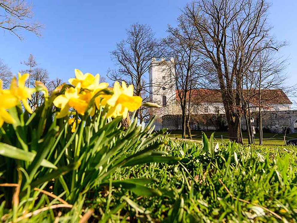 Schlosspark in Enns mit schönen gelben Blumen