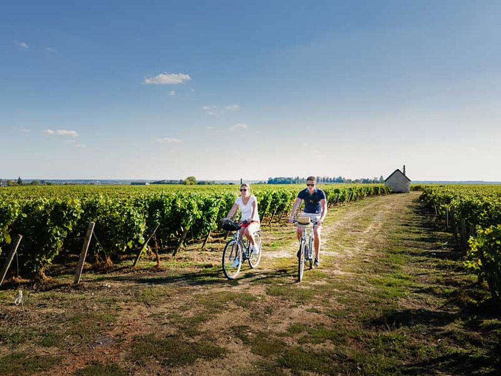 2 cyclists in the vineyards of Loire Valley