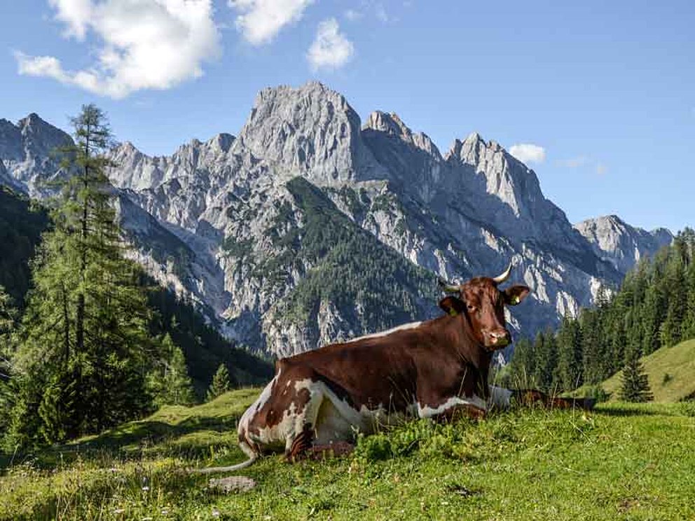 Pinzgauer-Kuh-auf-der-Bindalm