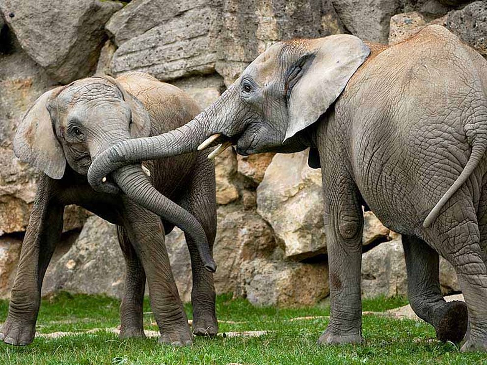 Elefanten im Zoo Schönbrunn