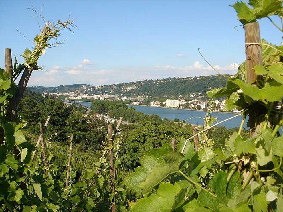 Blick durch die Weinberge auf den Rhone in Frankreich