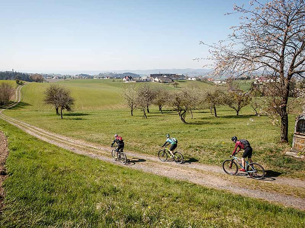 3 Mountainbiker auf einem Feldweg, umgeben von Wiesen