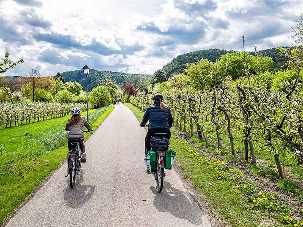 zwei Radfahrer unterwegs durch die Weingärten der Wachau am Donauradweg