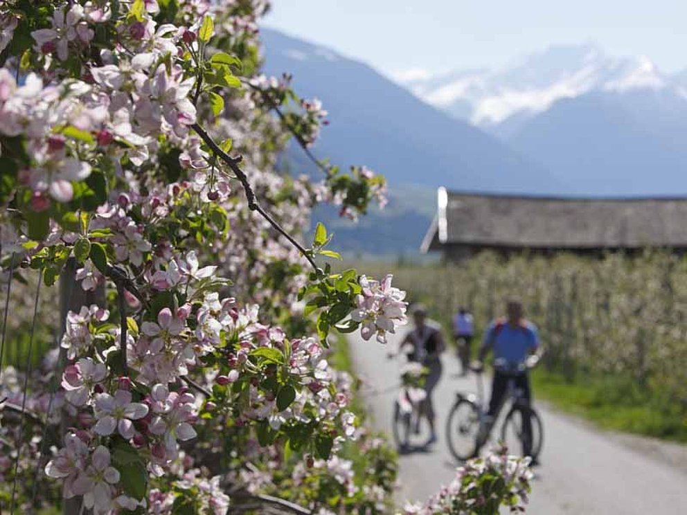 blühende Obstgärten am Etschradweg in Südtirol