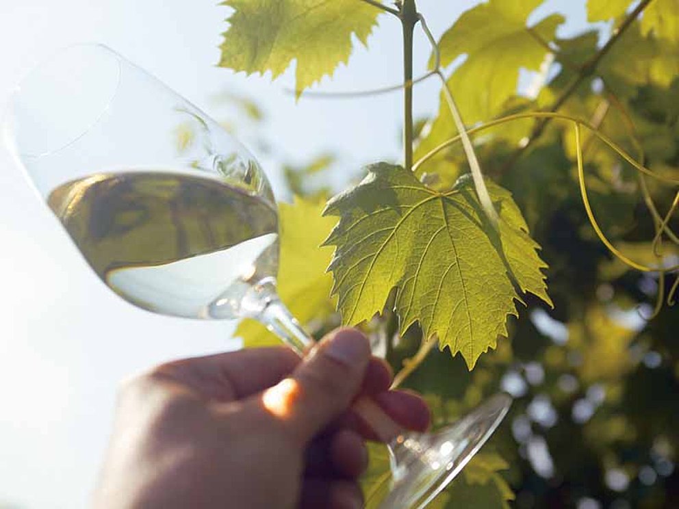 Weinglas mit Weinreben aus der Steiermark