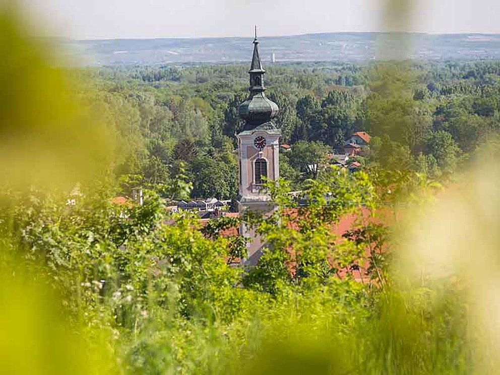 Blick durch die Weinblätter auf die Kirche in Traismauer