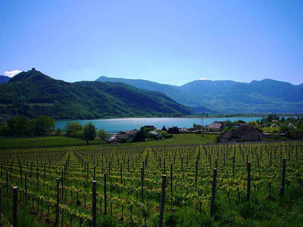 Kalterer See mit Weingärten in Südtirol