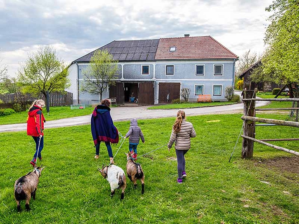 Kinder mit Ziegen am Bauernhof im Radurlaub am Donauradweg