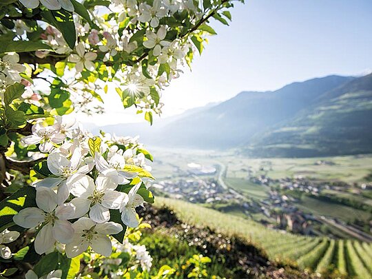 Landschaftsaufnahme im Sonnenschein, im Vordergrund blühende Apfelbäume.