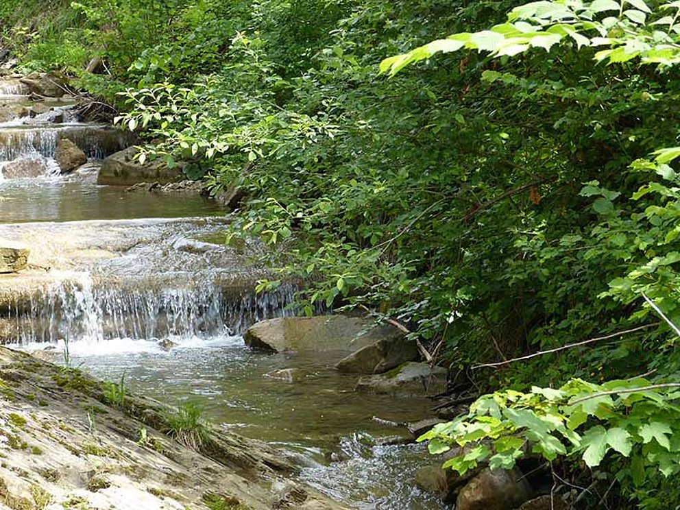 Fluss mit kleinen Wasserfällen im Wald des Nationalpark Kalkalpen