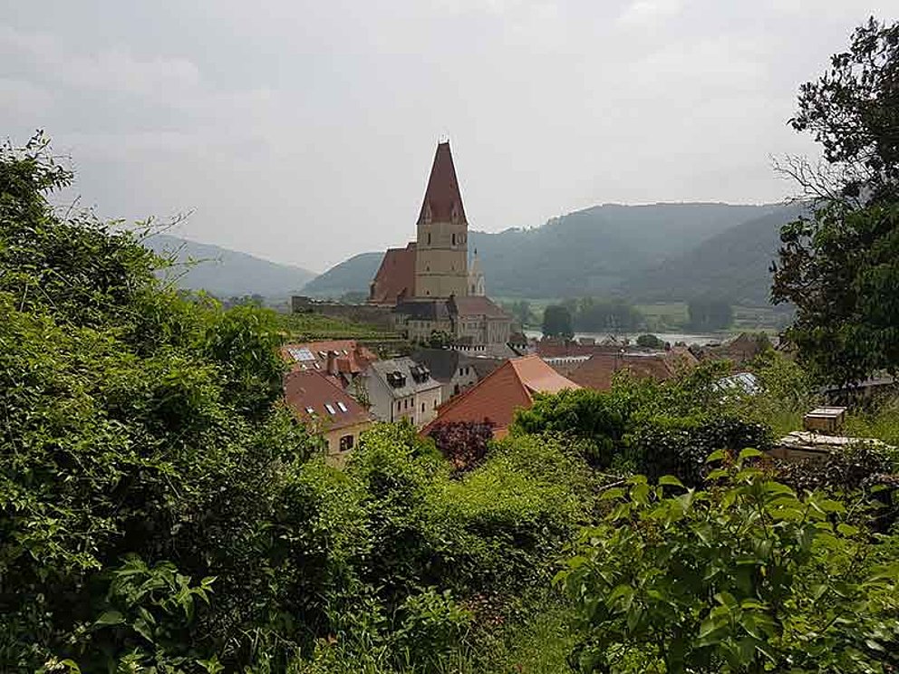 Weinberg mit Kirche von Weissenkirchen
