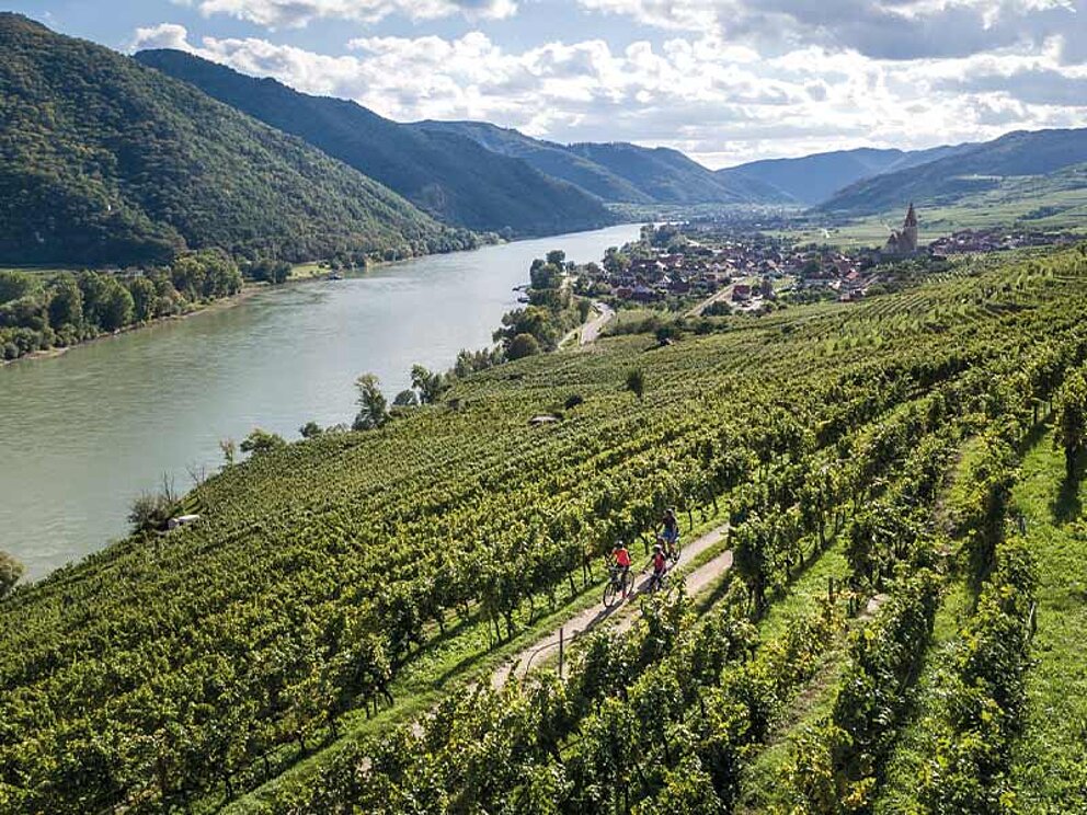 3 Radfahrer am Radweg zwischen Weingärten, im Hintergrund die Donau