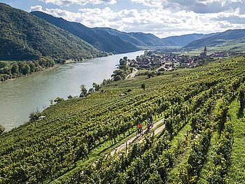 3 Radfahrer am Radweg zwischen Weingärten, im Hintergrund die Donau