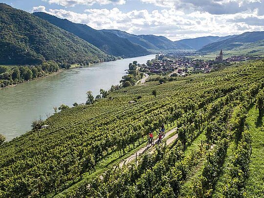 3 Radfahrer am Radweg zwischen Weingärten, im Hintergrund die Donau