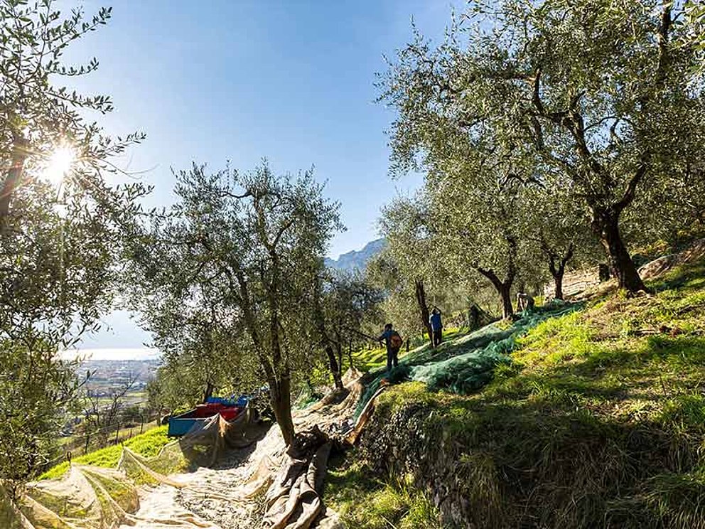 Olivenbäume mit Netzen am Boden, Sonnenschein