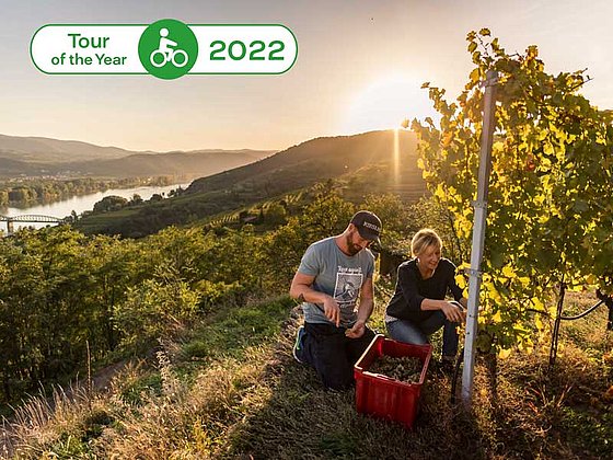 Young couple works in the wineyard. In the background sunset over River Danube.