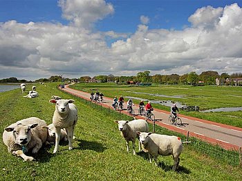 4 Schafe am Damm, im Hintergrund ein Radweg mit Radfahrern und das Ijsselmeer