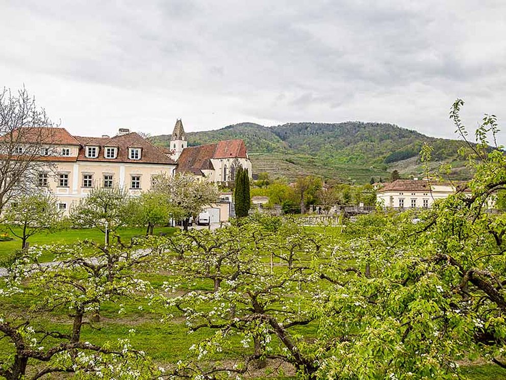 Blick auf die Kirche von Weissenkirchen durch die Weingärten