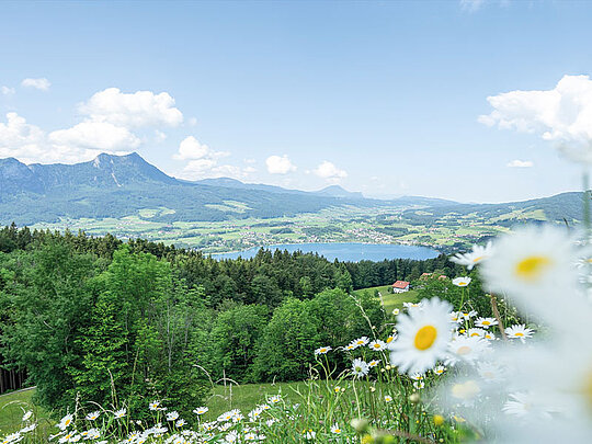 Blick auf den Mondsee, im Vordergrund eine herrlich blühende Blumenwiese