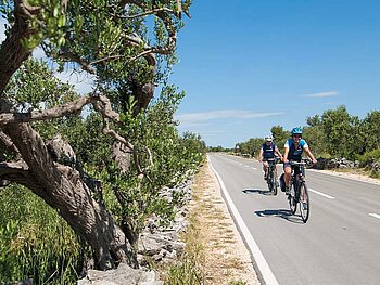 2 Radfahrer auf einer von Olivenbäumen gesäumten Straße 