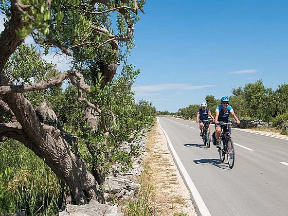 2 Radfahrer auf einer von Olivenbäumen gesäumten Straße 