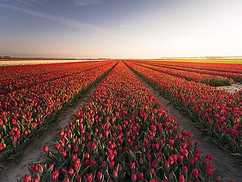 Tulpenfeld im Sonnenuntergang