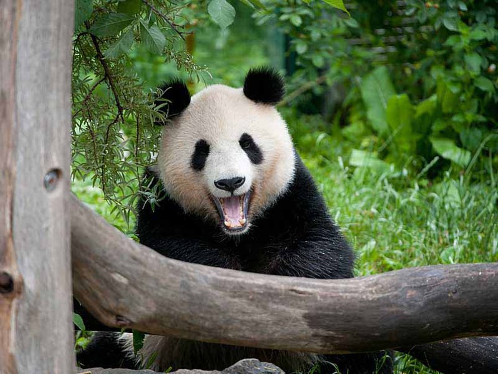 Großer Pandabär im Zoo Schönbrunn