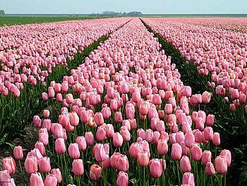 blühendes Tulpenfeld in Holland