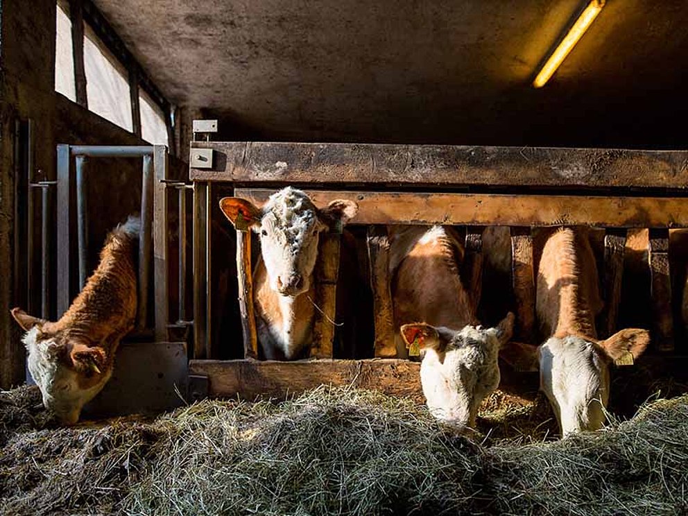 Kühe beim Fressen im Stall am Pichlbauernhof am Hengstberg