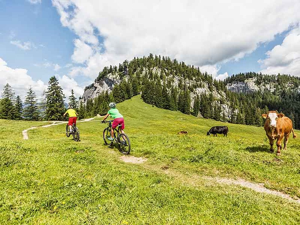 Mountainbiker unterwegs auf der Dachsteinrunde vorbei an Kühen