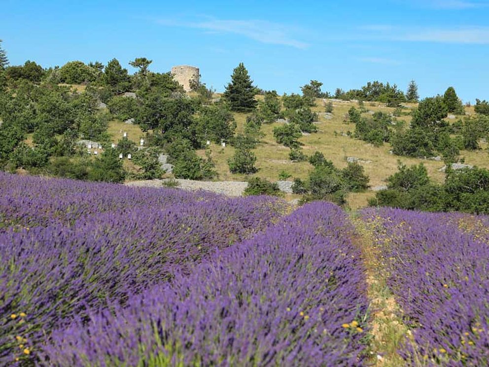 ein blühendes Lavendelfeld in der Provence