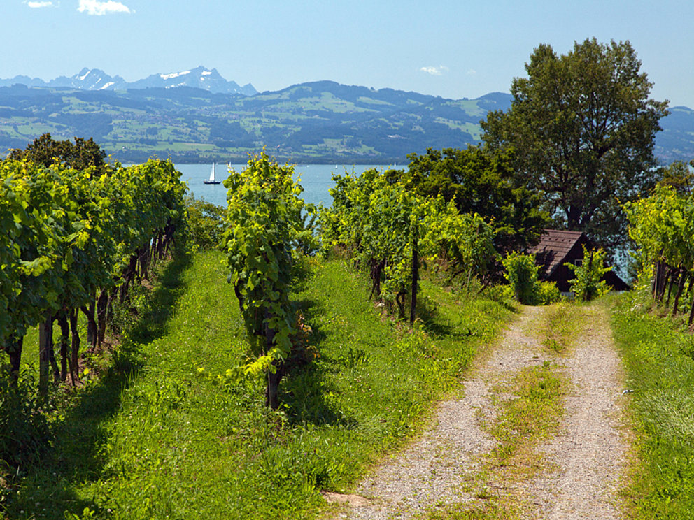 Vineyard at the lakeside of Lake Constance
