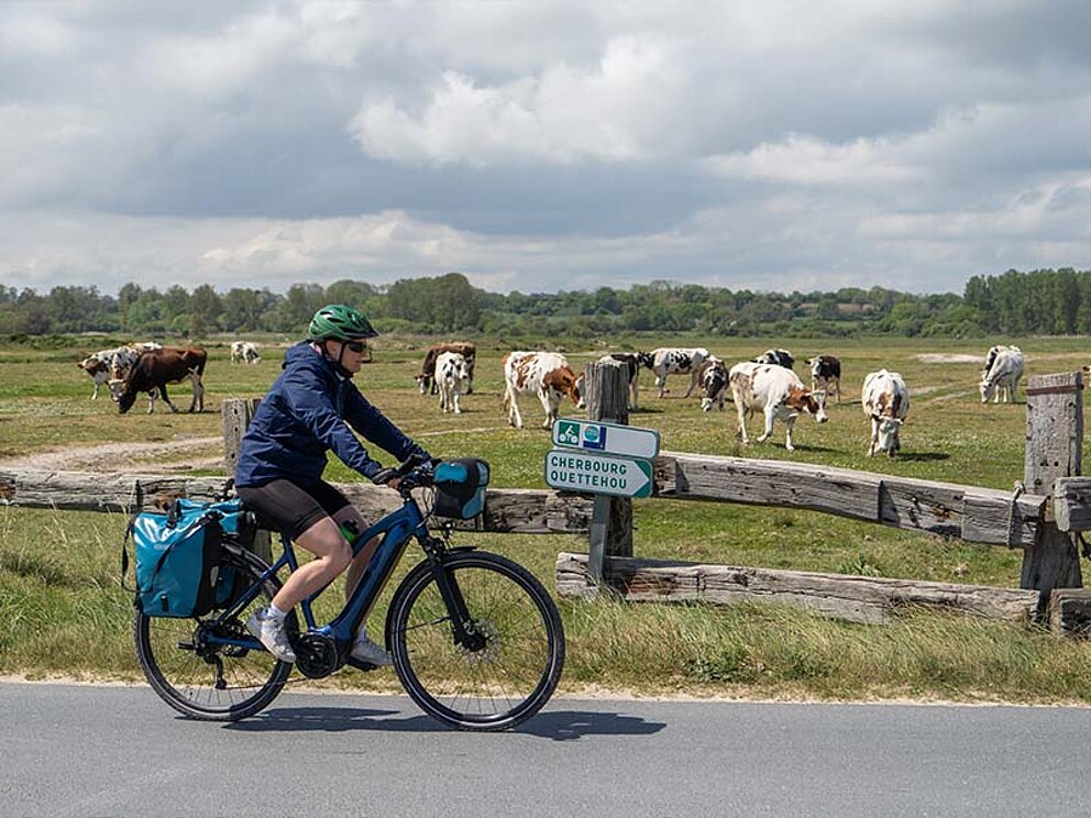ein Radfahrer auf dem asphaltierten Radweg, im Hintergrund eine Kuhweide
