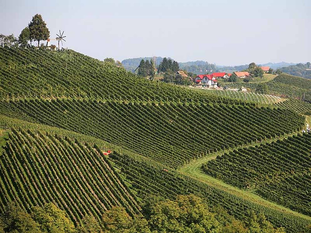 Blick auf die Weinberge der Steiermark