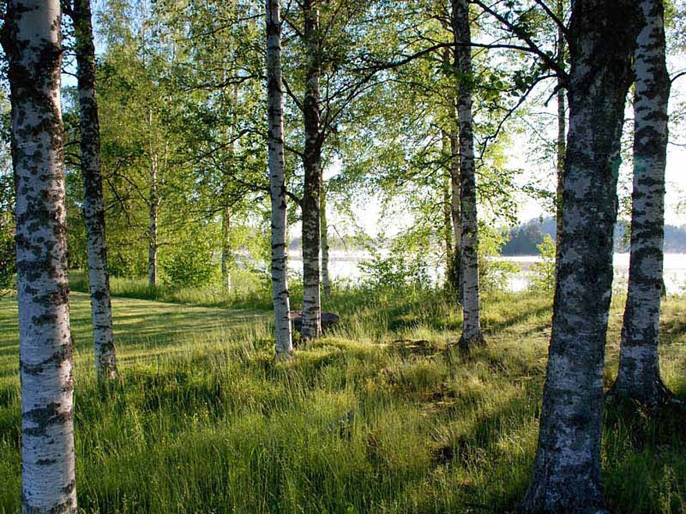 Birkenwald in Schweden