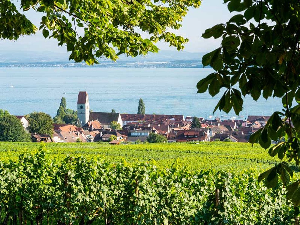 Hagnau ist situated at the lakeside of Lake Constance, grapevines in the front