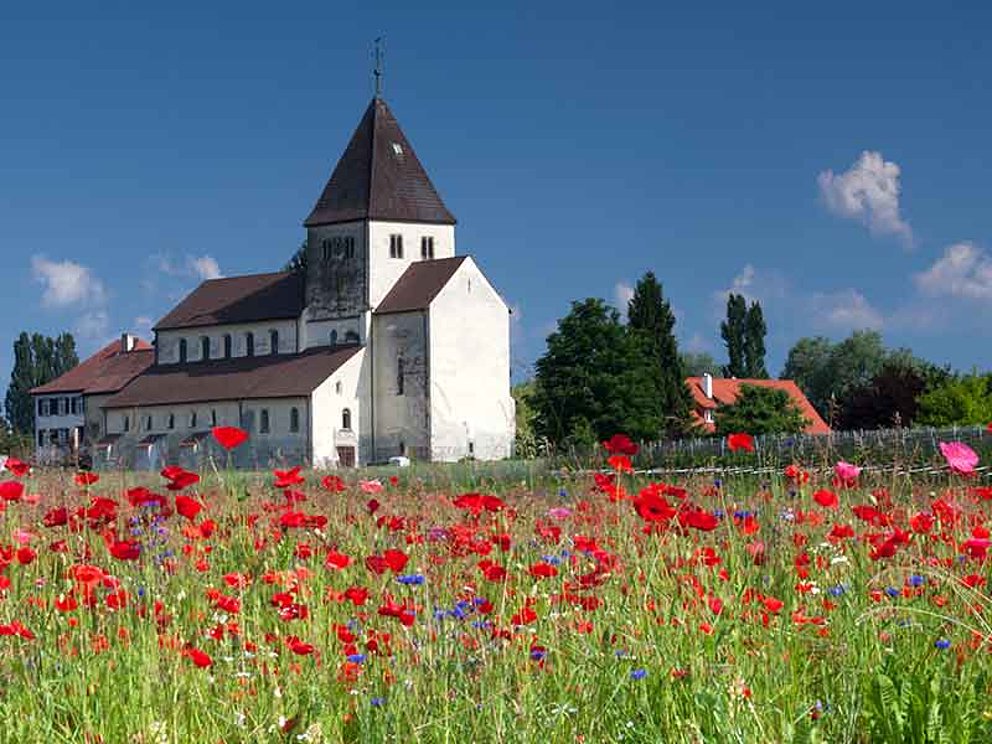 Mohnfeld mit Kirche auf der Insel Reichenau am Bodensee in Deutschland