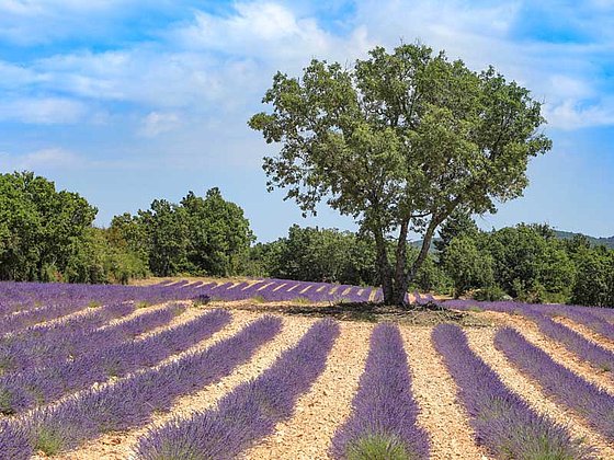 ein blühendes Lavendelfeld im Süden Frankreichs