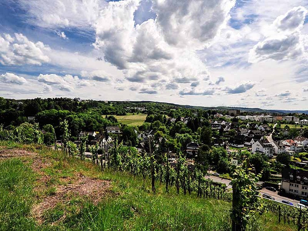 Weinberge-Panorama an der Mosel in Trier