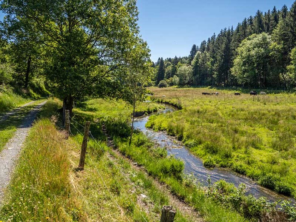 Wiesenlandschaft mit Bächlein und Waldrand.