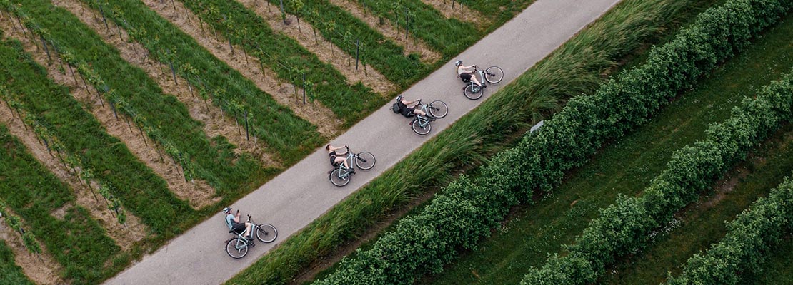 4 Radfahrer am Radweg wischen Obst- und Weingärten